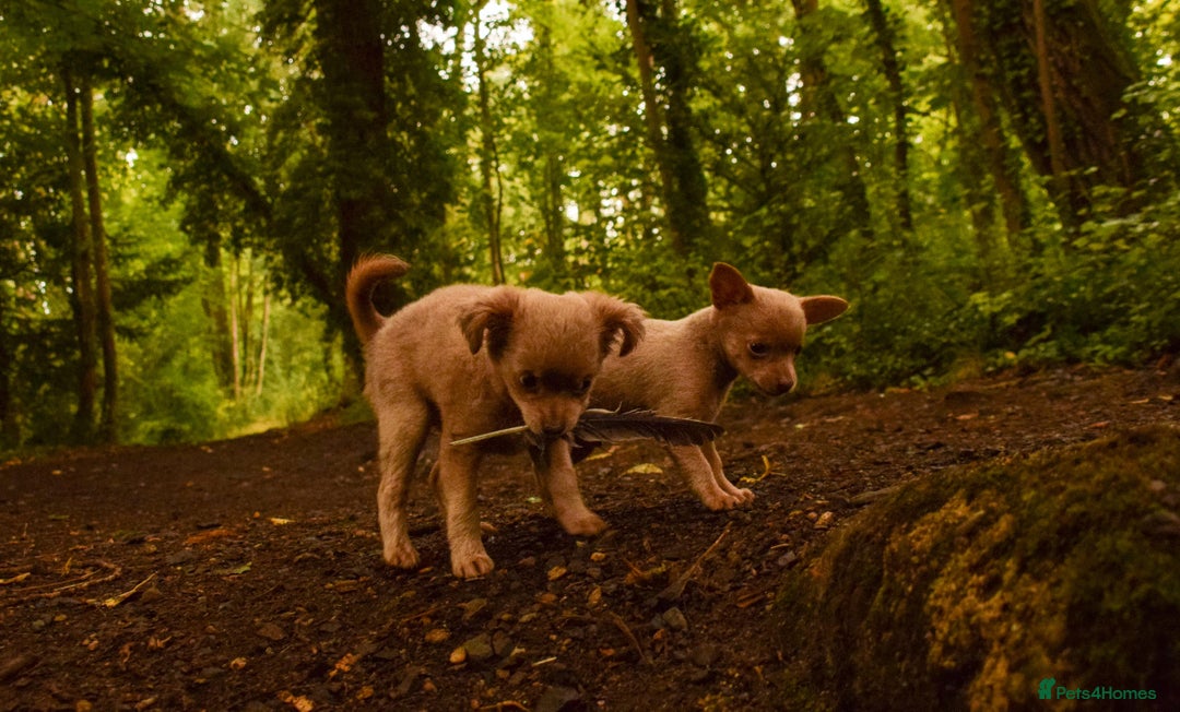 Chihuahua dogs for sale: Last Pup left! Ready for his new home!  - Image 11