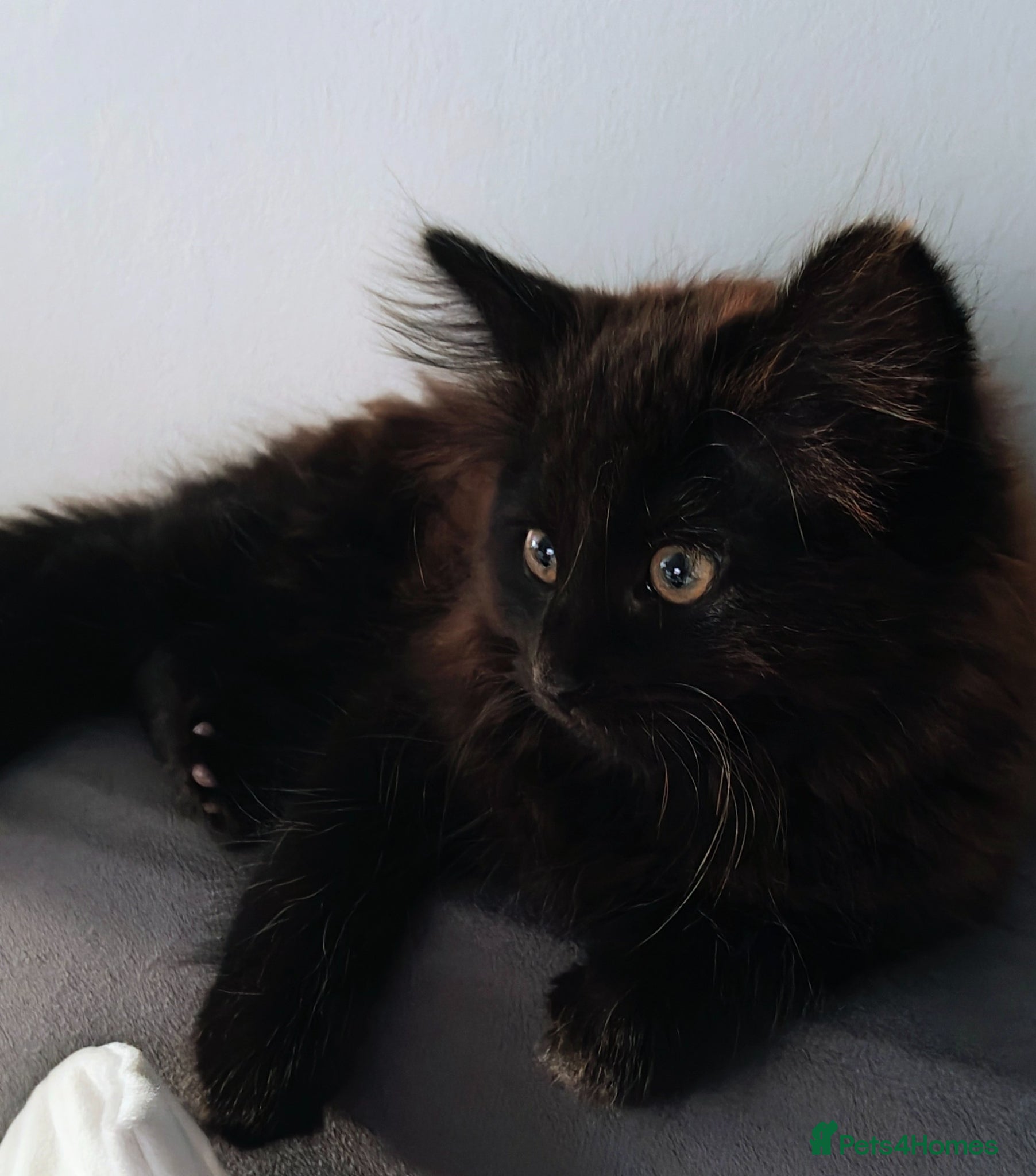 Mixed Breed cats Little cuties - Advert 1