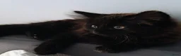 Mixed Breed cats for sale: Little cuties - Advert 18