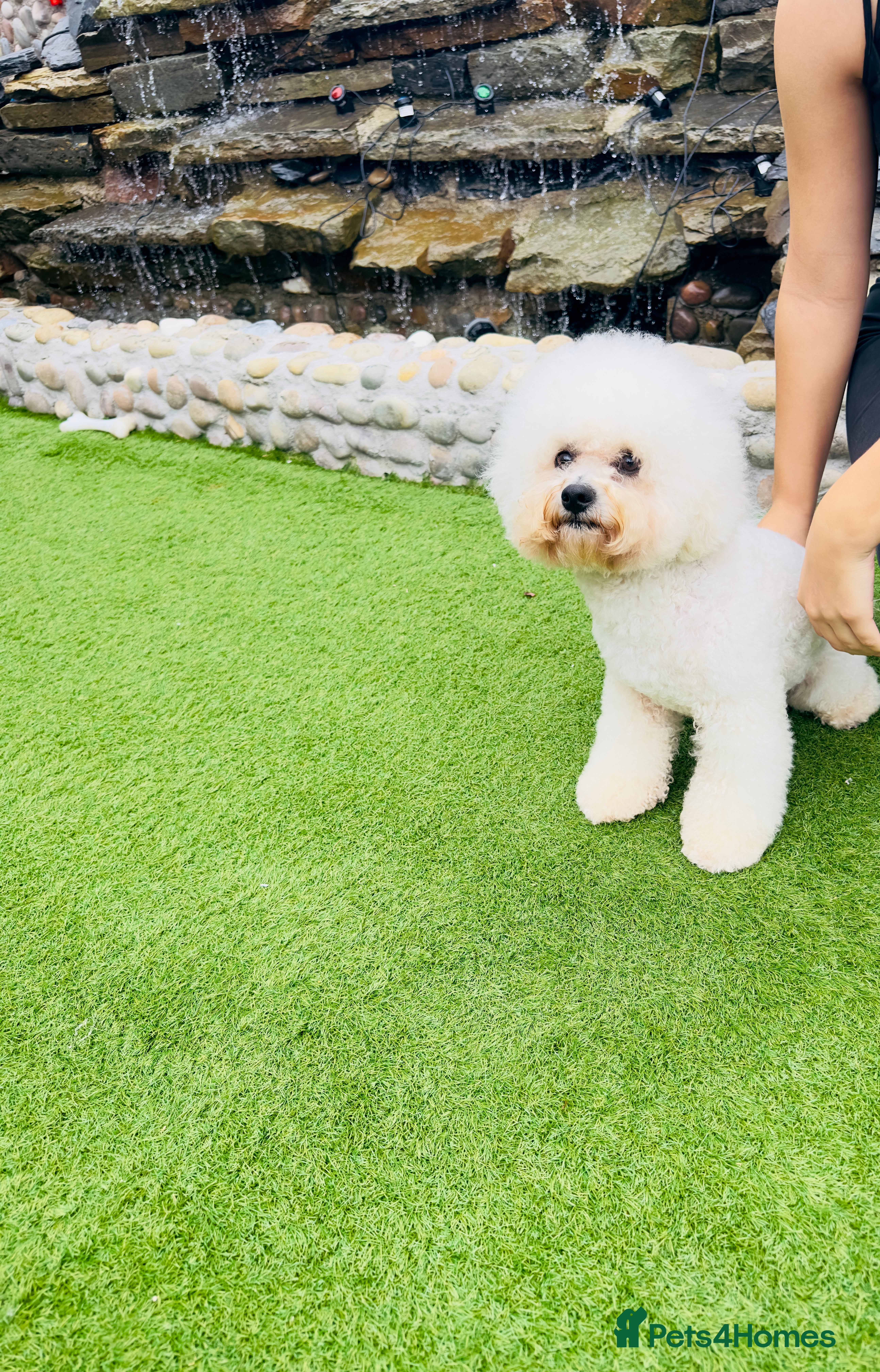 Bichon Frise dogs Bichon frise for stud - Advert 1