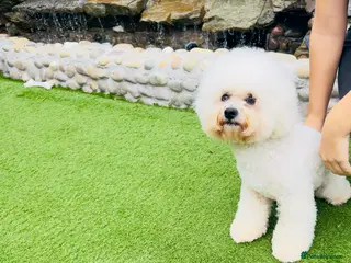 Bichon Frise dogs Bichon frise for stud - Advert 1