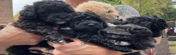 Poochon dogs for sale: Beautiful Poochon puppies for sale - Advert 4