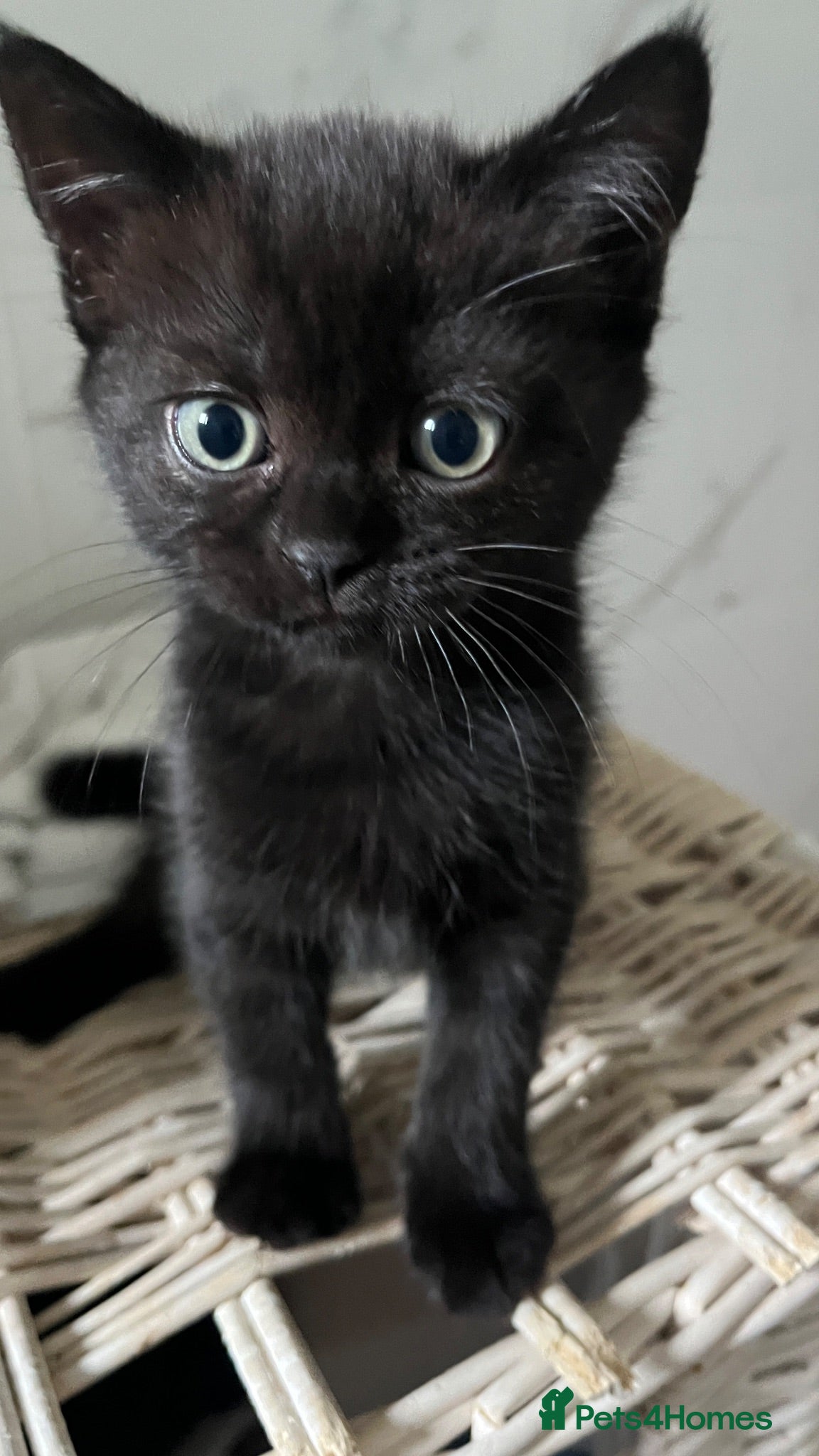 Scottish Fold cats Beautiful Scottish fold and straight kittens  - Advert 1