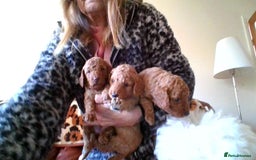 Poodle dogs for sale: miniature poodle puppies for sale - Advert 2