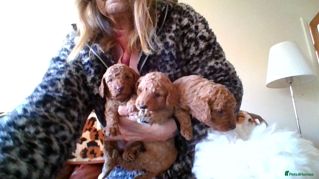 Poodle dogs for sale: miniature poodle puppies for sale - Advert 2