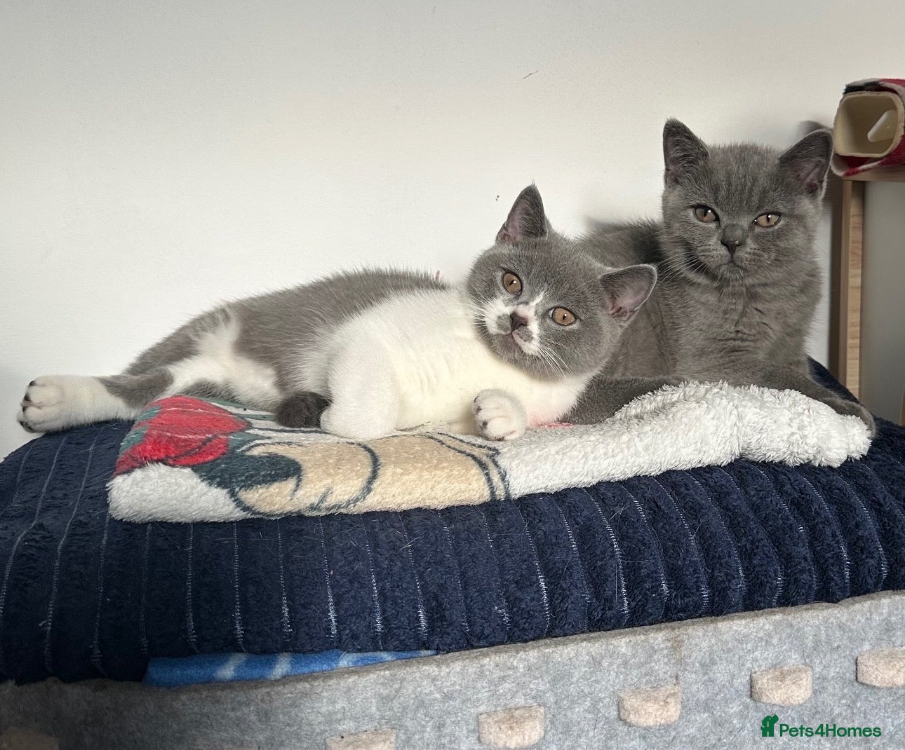 British Shorthair cats Last 2 boys! Blue and White British Shorthairs - Advert 1