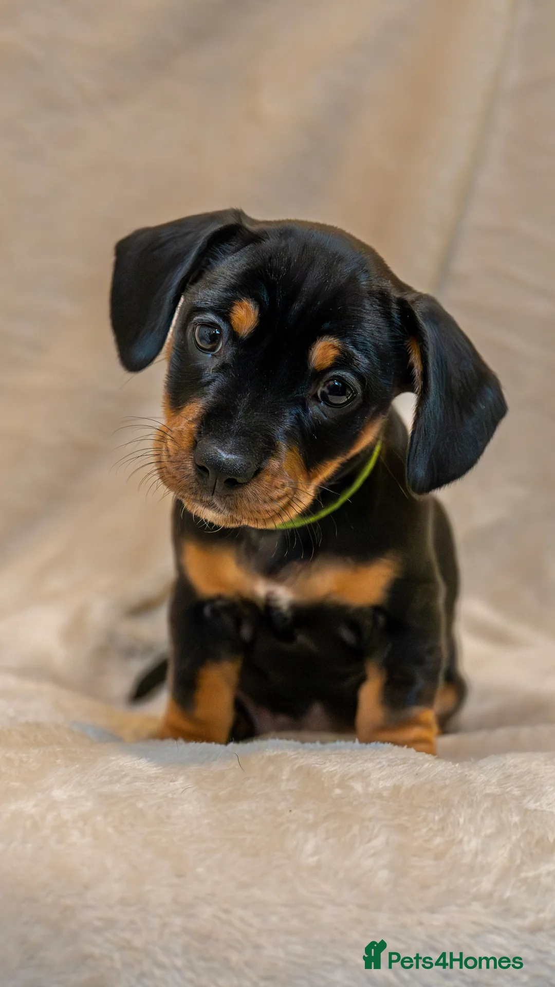 Mixed Breed dogs for sale: French Bull Wieners  - Advert 15