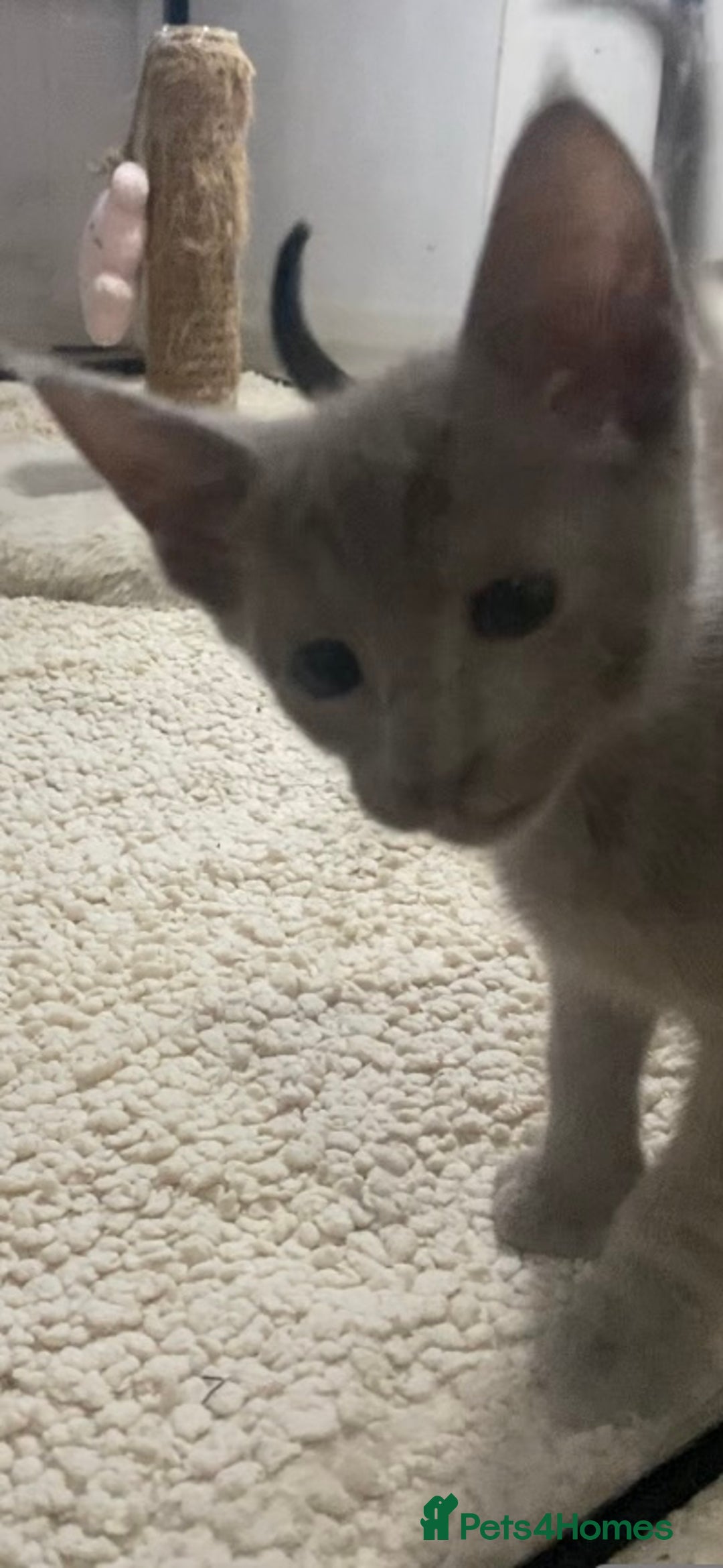 Oriental cats for sale: Oriental kittens  - Advert 38