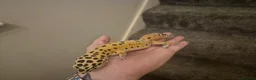Leopard Gecko reptiles for sale: Leopard gecko - Advert 3