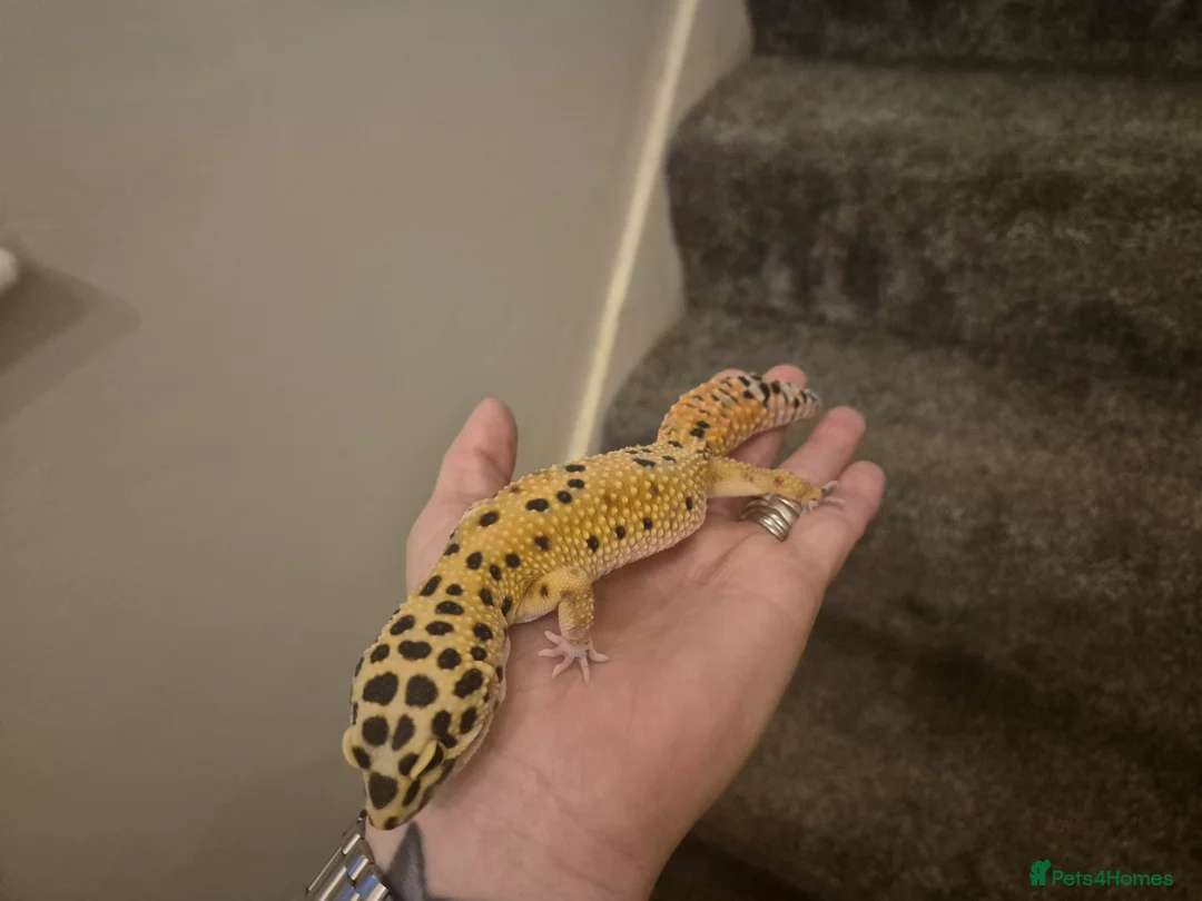 Leopard Gecko reptiles for sale: Leopard gecko - Advert 3