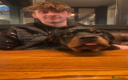 Rottweiler dogs for sale: Bear the Rottweiler  - Image 15