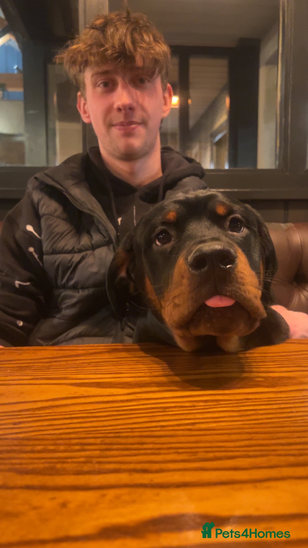 Rottweiler dogs for sale: Bear the Rottweiler  - Image 15