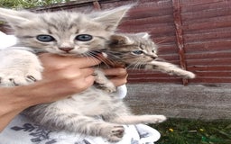 Mixed Breed cats for sale: Adorable kitties ready to go.  - Image 6