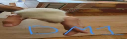 Rat rodents for sale: 10 super tame lovely rats normal and dwarf - Advert 9