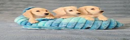 Miniature Dachshund dogs for sale: Rare Cream Longcoat Miniature Dachshund Puppies - Advert 16