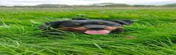 Rottweiler dogs for sale: Rottweiler male one year old  - Advert 3