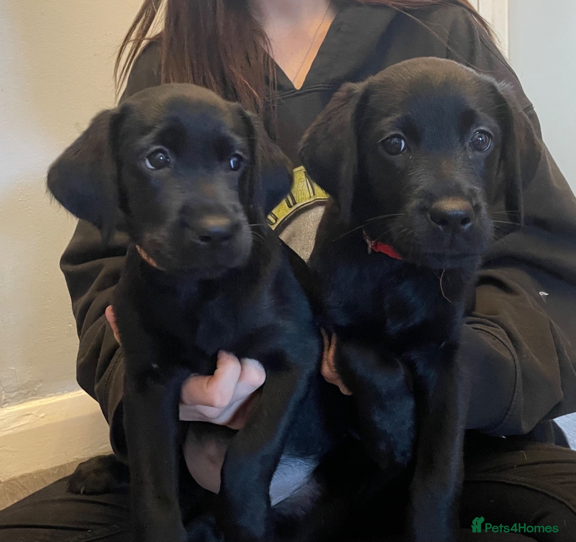 Goldador dogs Extensively health tested Goldador 5⭐️ homebreeder - Advert 2