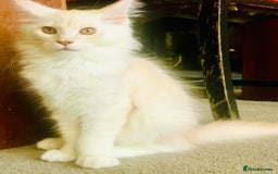 Maine Coon cats for sale: GCCF 5th Generation Pedigree Purebred Maine Coons - Image 5