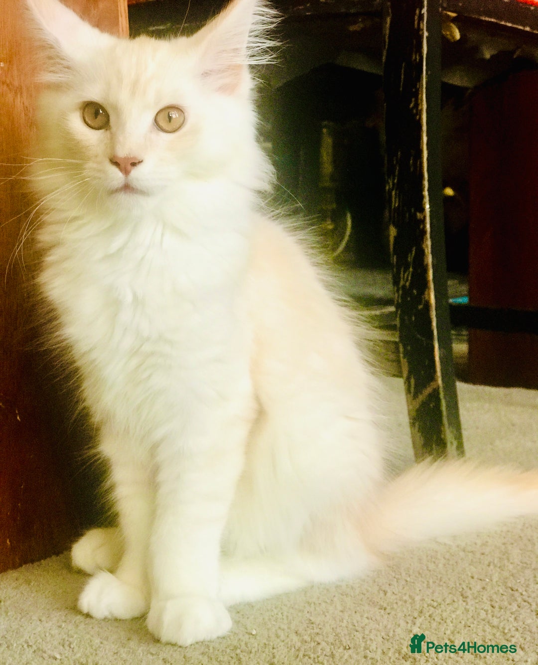 Maine Coon cats for sale: GCCF 5th Generation Pedigree Purebred Maine Coons - Image 5