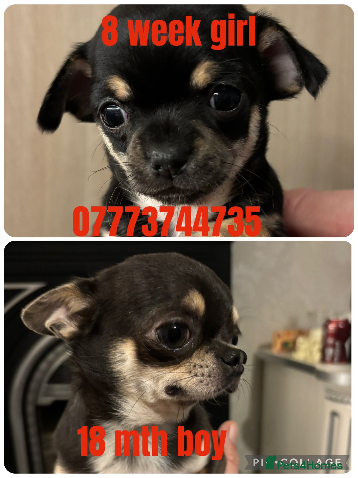 Chihuahua dogs 2 stunning chihuahuas available  - Advert 17