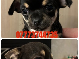 Chihuahua dogs 2 stunning chihuahuas available - Advert 7