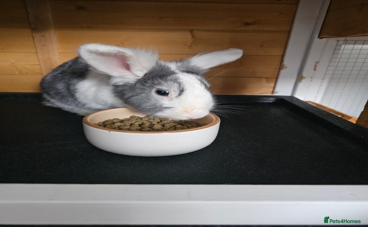 Netherland Dwarf rabbits - Advert 6
