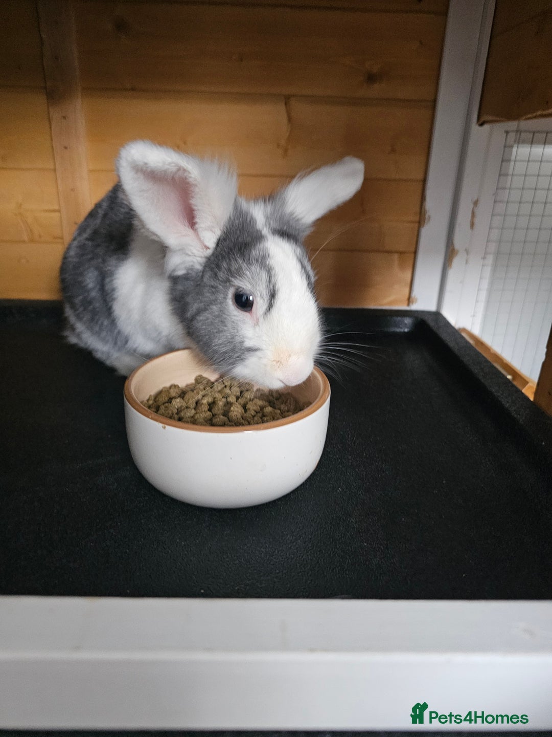 Netherland Dwarf rabbits for sale: Lovely grey netherlands drawf - Image 1