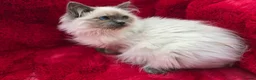 Ragdoll cats for sale: GCCF Registered Ragdoll Kittens  - Advert 11