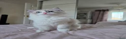 Ragdoll cats for sale: Ragdoll kittens are looking for forever home  - Advert 14