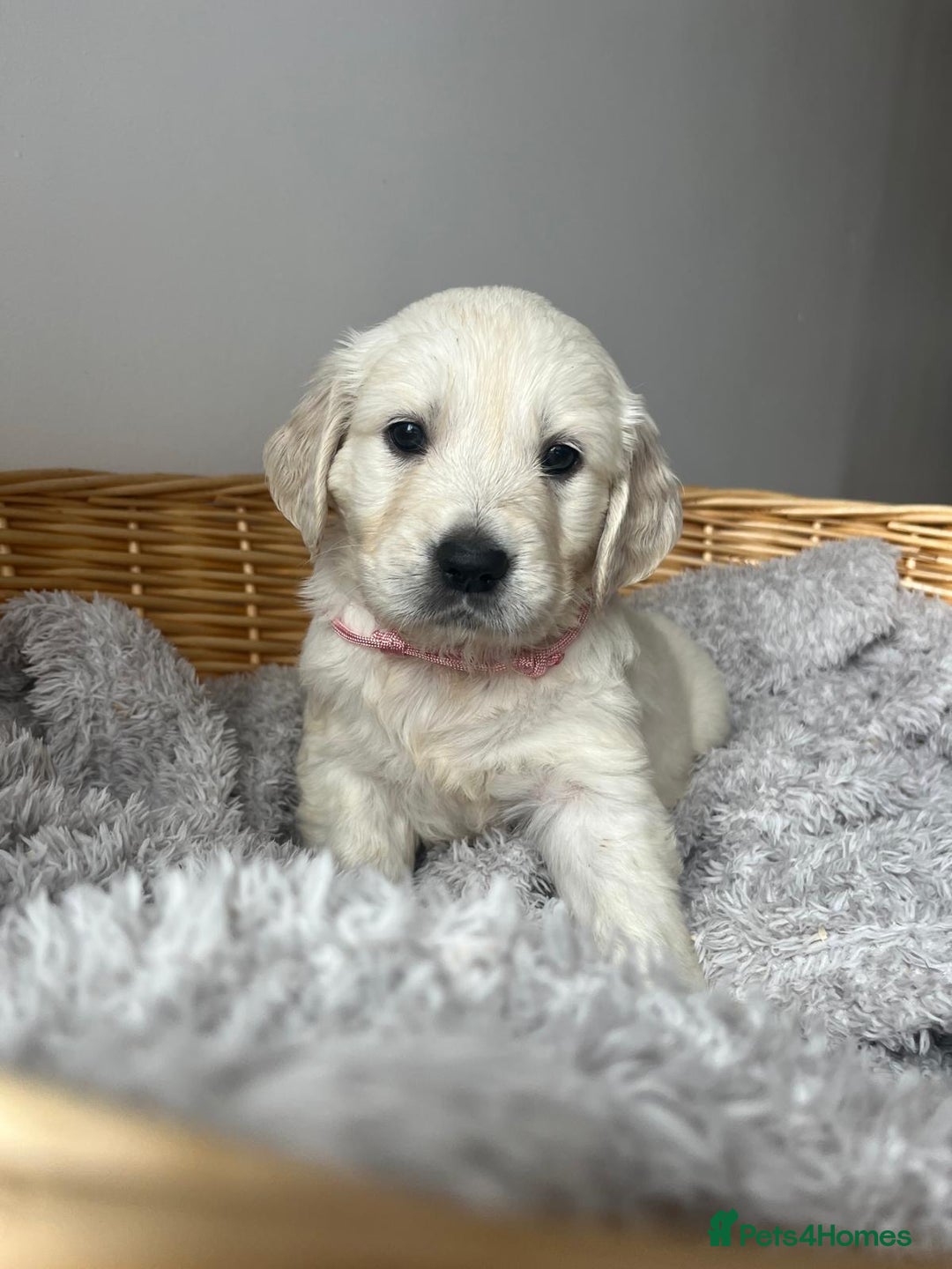 Golden Retriever dogs for sale: PURE breed, KC reg parents, gorgeous goldens - Image 7