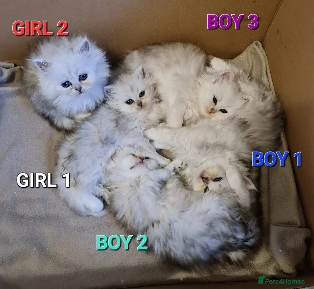 Persian cats for stud: Stunning Persian Silvertip Chinchilla for Stud in Bedford - Advert 12