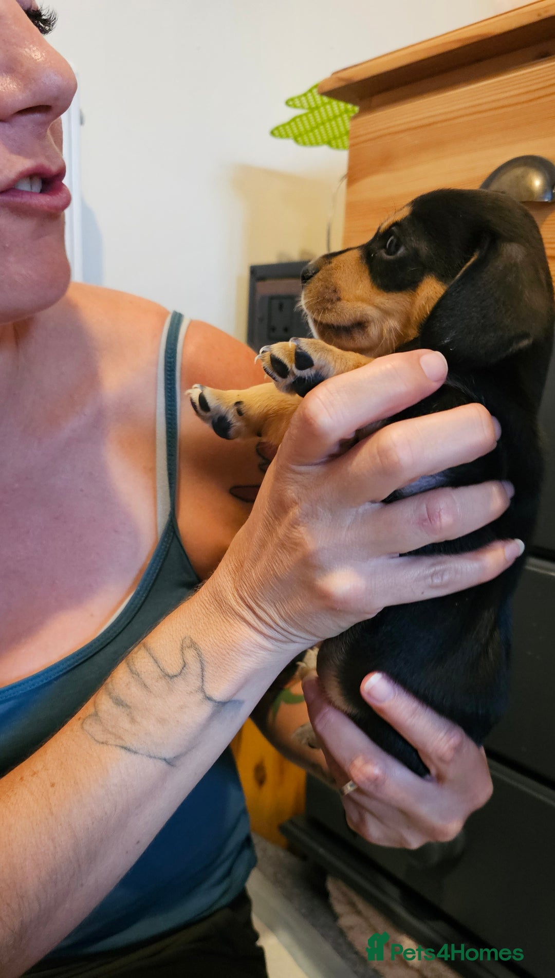 Miniature Dachshund dogs for sale: Daxie medium coat puppies dapples and black & tan  - Image 21
