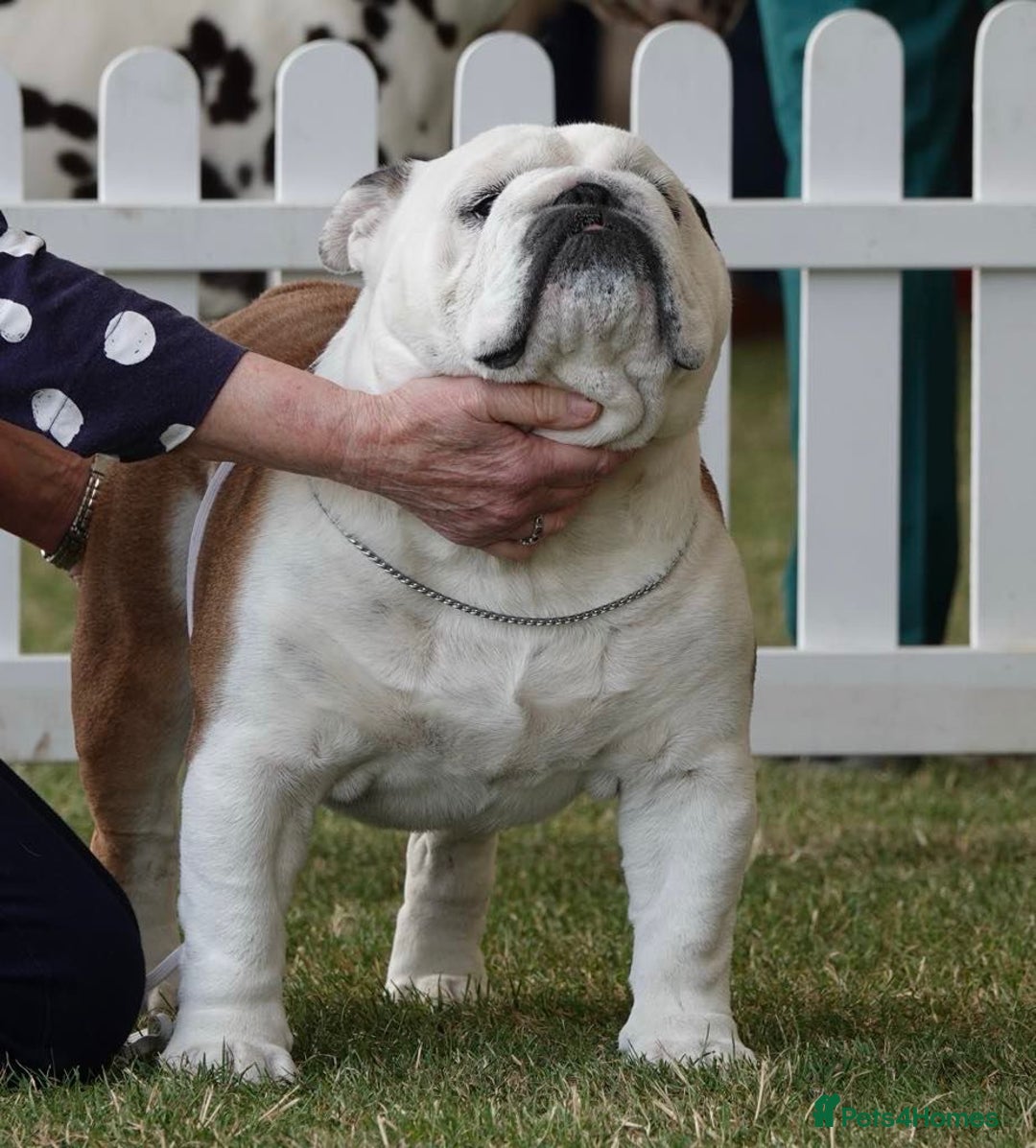 English Bulldog dogs for sale: 4 KC English Bulldog Puppies  - Image 31