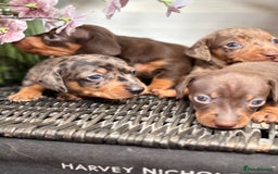 Miniature Dachshund dogs for sale: Miniature Daschund KC. PRA-OI-CRD-PRA-NCL - Image 6