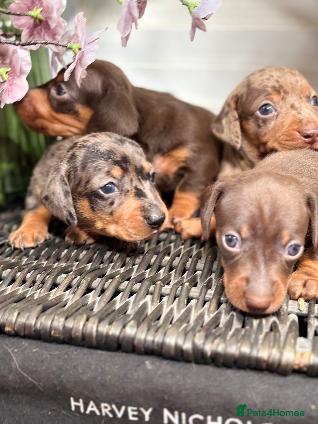 Miniature Dachshund dogs for sale: Miniature Daschund KC. PRA-OI-CRD-PRA-NCL - Image 6