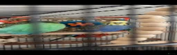 Budgerigars birds for sale: 2 beautiful male budgies in King's Lynn - Advert 8