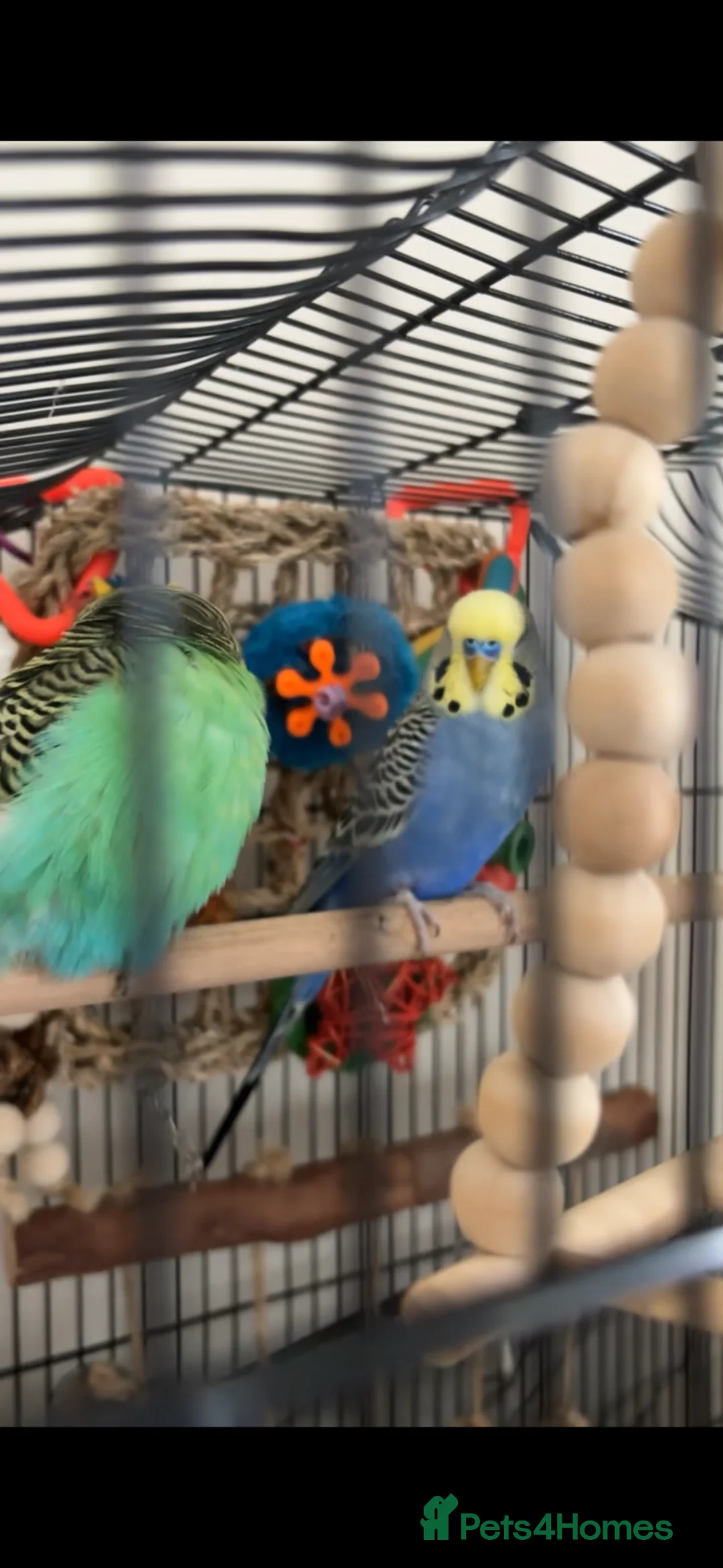 Budgerigars birds for sale: 2 beautiful male budgies in King's Lynn - Advert 8