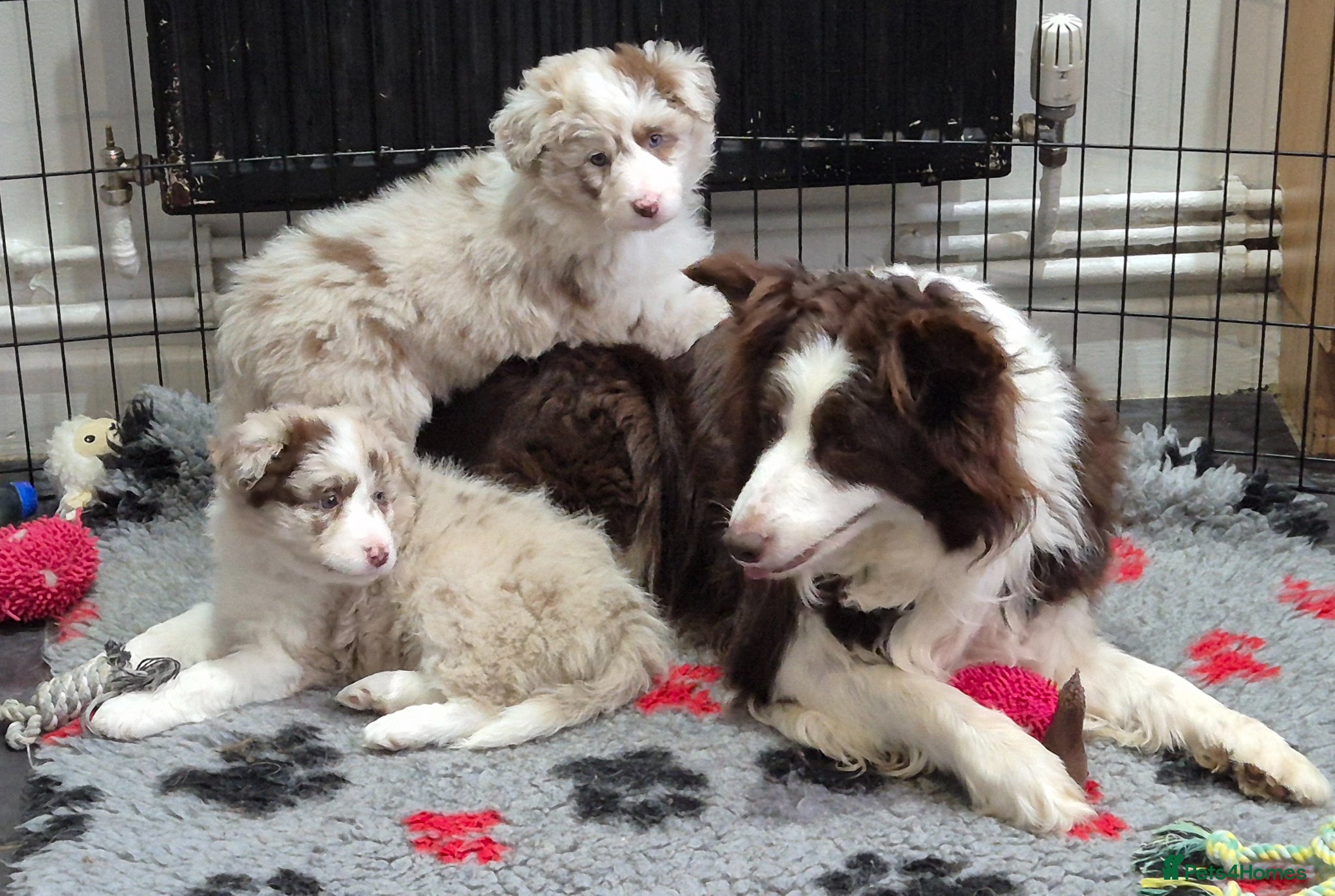 Border Collie dogs Outstanding litter Longhaired Merle border collies - Advert 5