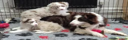 Border Collie dogs for sale: 🐾 Thanks for all enquiries all pups now sold 🐾 - Advert 2