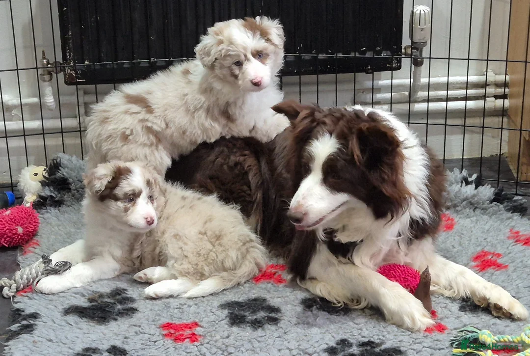 Border Collie dogs for sale: 🐾 Thanks for all enquiries all pups now sold 🐾 - Advert 2