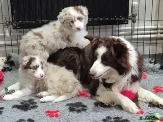 Border Collie dogs Outstanding litter Longhaired Merle border collies - Advert 5