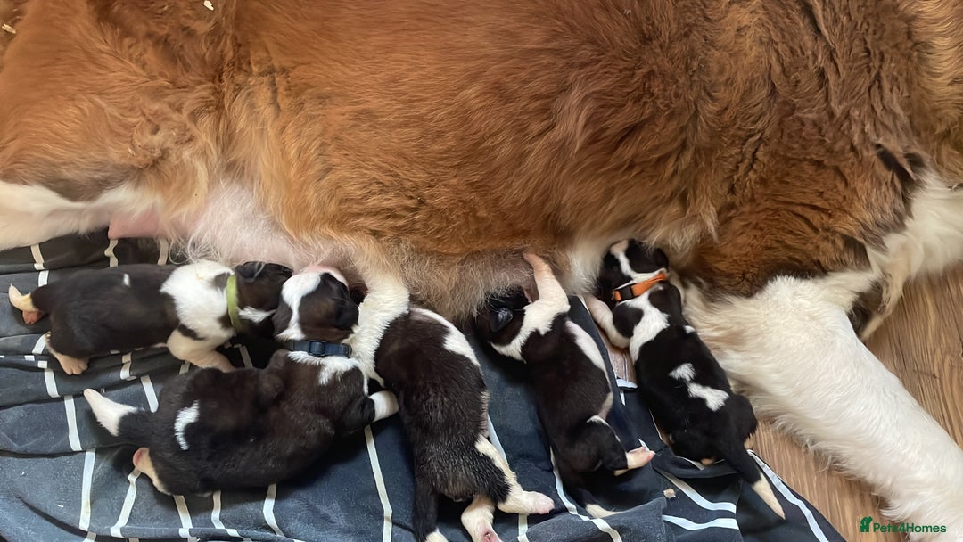 Saint Bernard dogs for sale: Stunning KC reg Saint Bernard puppies  - Image 14