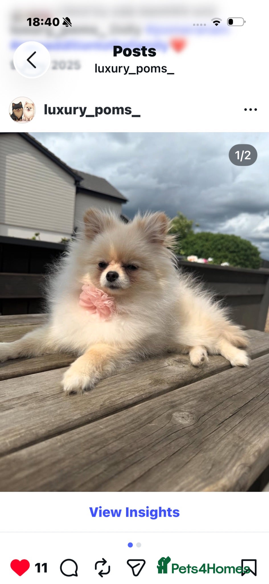 Pomeranian dogs Stunning top quality  **  Pomeranians  - Advert 6