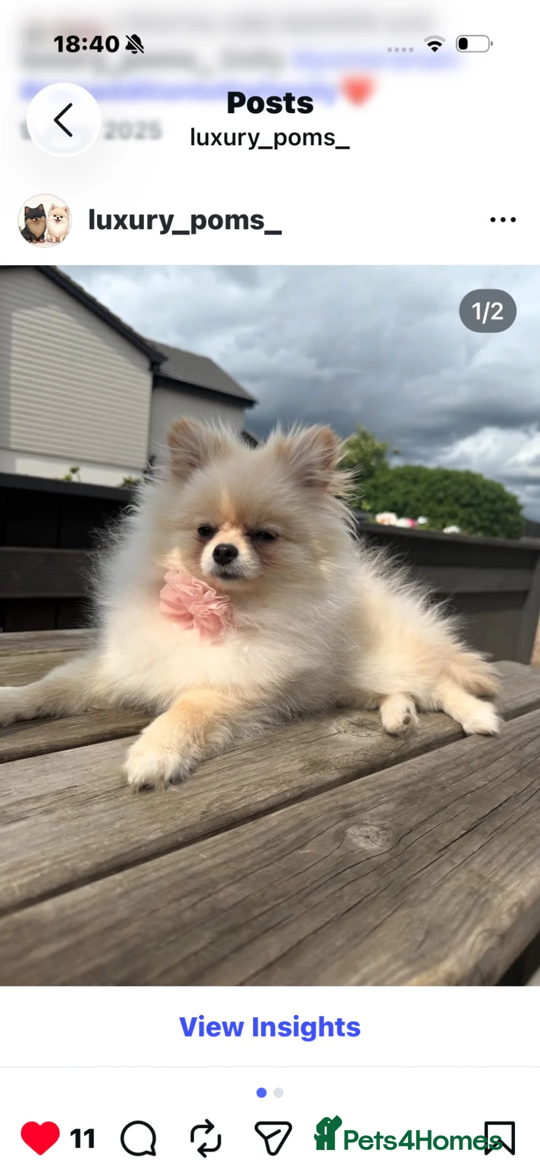 Pomeranian dogs for sale: Stunning top quality  **  Pomeranians  - Advert 1