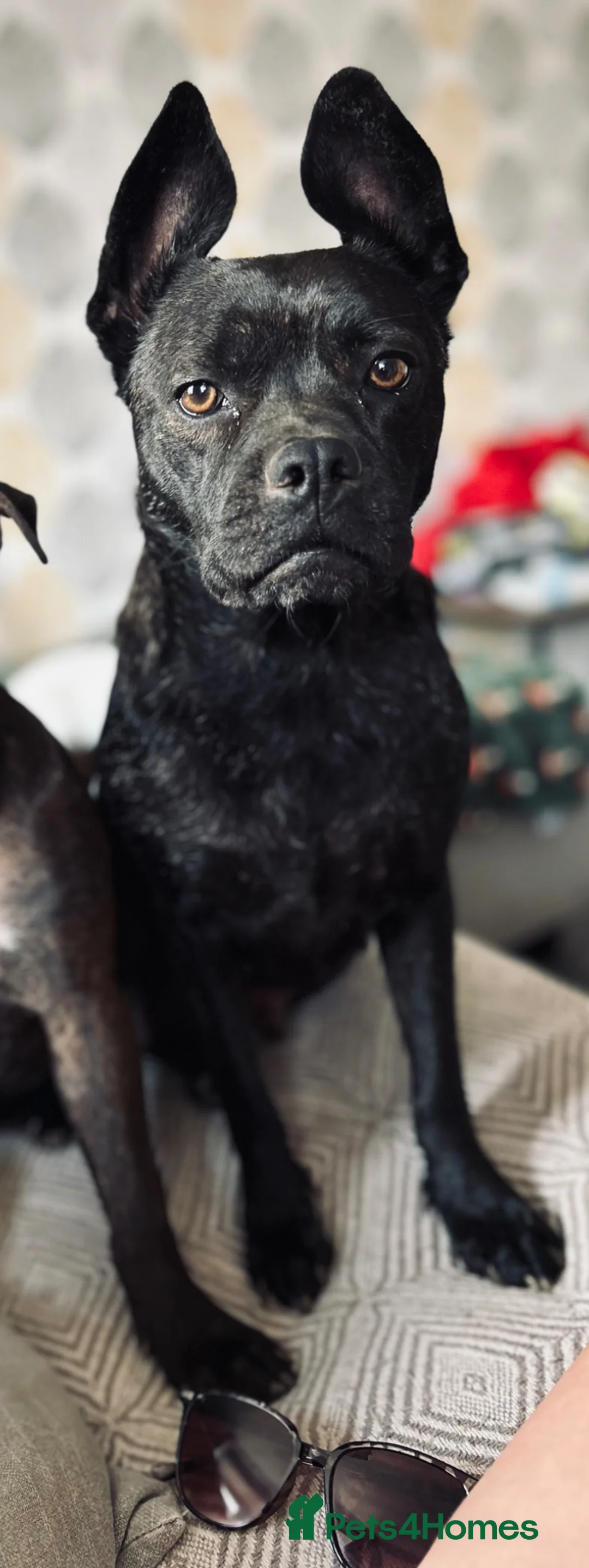 Mixed Breed dogs for sale: 2 girl pups left 💛 - Advert 12