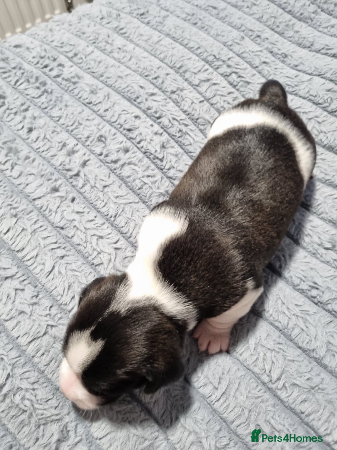 Jack Russell dogs for sale: Jack Russell X Shih Tzu Puppies - Advert 8