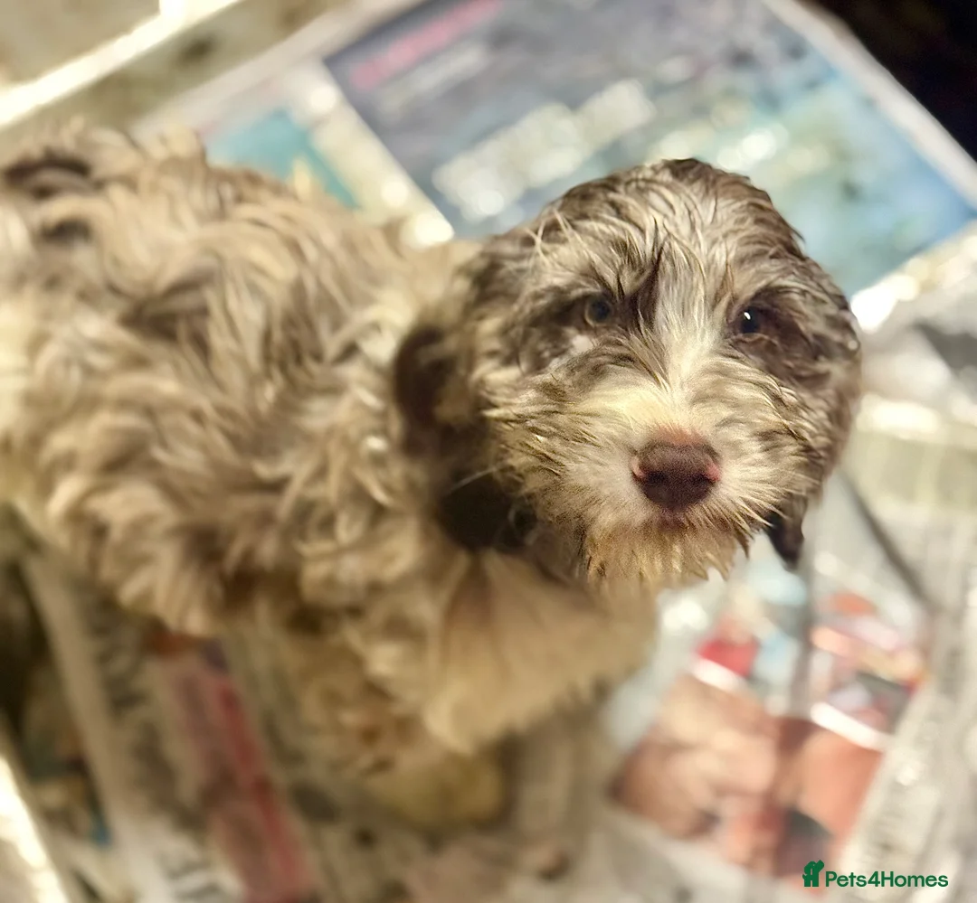 Cockapoo dogs for sale: PRICE REDUCED-F1 Rare Parti, Solid/Merle Cockapoos - Advert 2