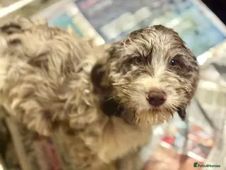 Cockapoo dogs F1 Standard Rare Parti, Solid and Merle Cockapoos - Advert 13