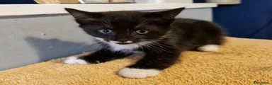 Poppy (female)