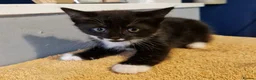 Mixed Breed cats for sale: Tobi and Poppy are looking for a new home - Advert 11
